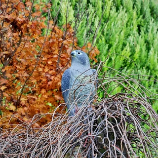 Madárriasztó sólyom