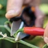 Kép 4/5 - FISKARS Solid fűszernövényvágó olló SP220
