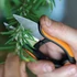 Kép 5/5 - FISKARS Solid fűszernövényvágó olló SP220