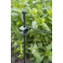 Kép 2/2 - Műanyag növénytámasz +klipsz 75cm, átm.8mm /6db/karton