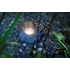 Kép 3/3 - Pontec PondoStar LED Rocklight Set 3