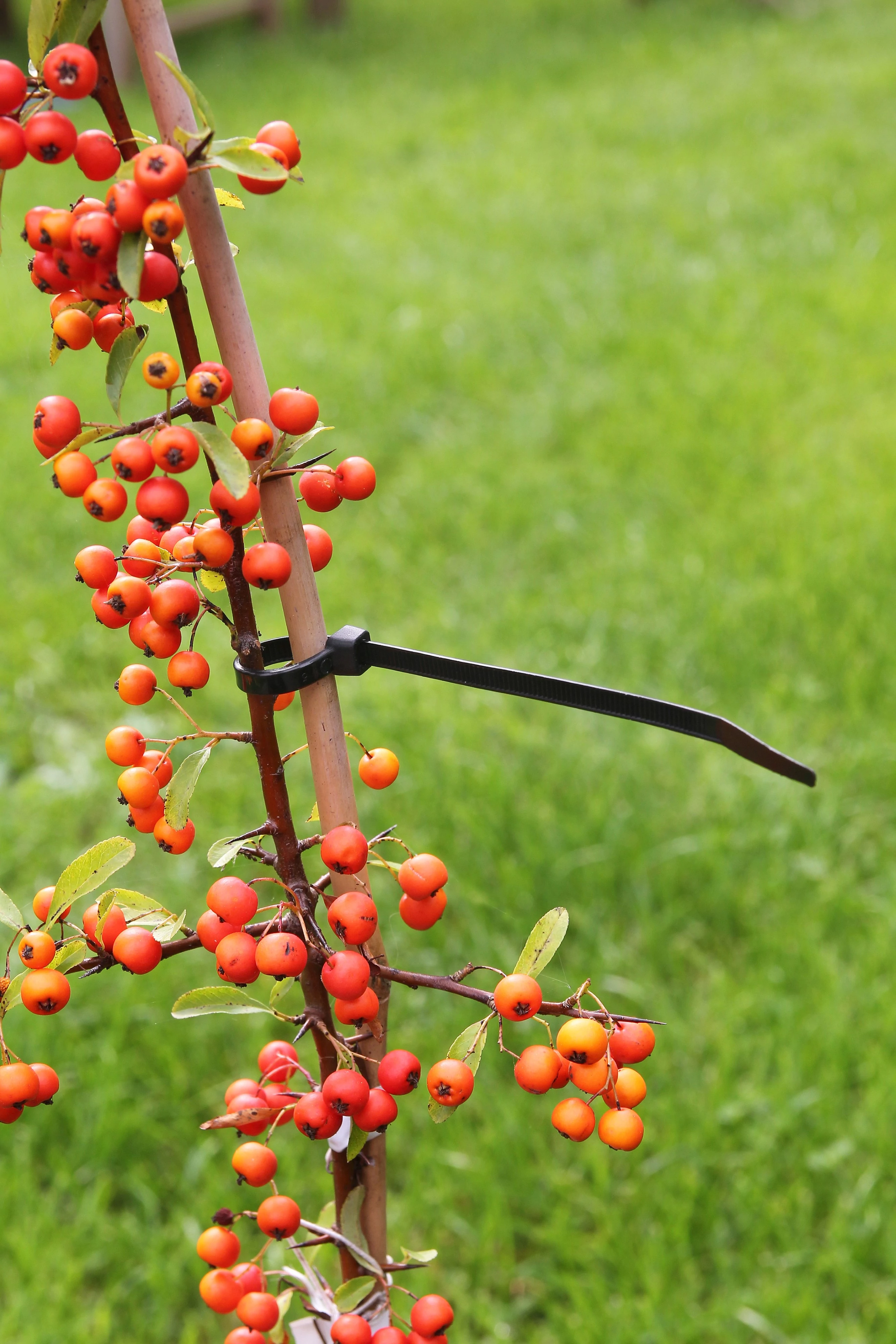 Gyorskötöző Rögzítő műanyag 30cm, 25db-os szett /10szett/karton